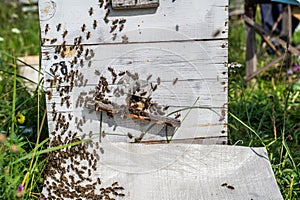 Detail of crowded gate into wooden bee hive. Bees arriving with legs wrapped by yellow pollen. Bees leaving hive and