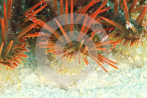 Detail of Crown-of-thorns starfish