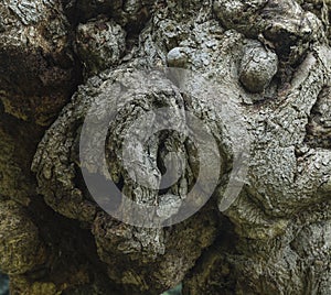 Detail of the crust of the old tree