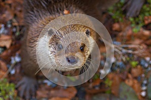 Detail of curious otter