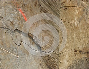 Detail of a cut log tree with spray mark