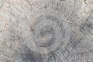 Cut tree trunk - annular rings photo