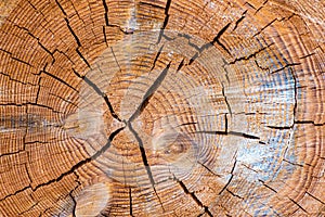 Detail cut through the trunk with cracks and pronounced tree rings