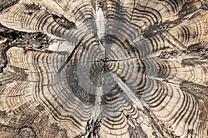 Detail of the cut of a trunk of a tree photo