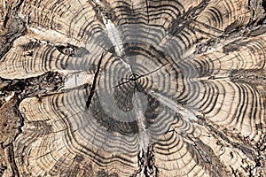 Detail of the cut of a trunk of a tree
