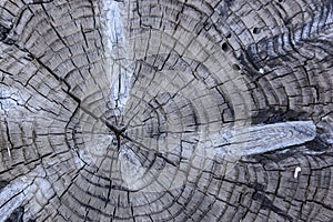 Detail of the cut of a trunk of a tree photo