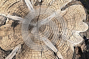 Detail of the cut of a trunk of a tree photo