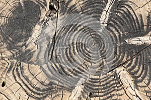 Detail of the cut of a trunk of a tree photo