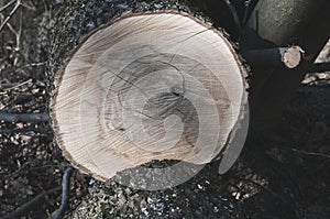 The detail of the cut wooden branch