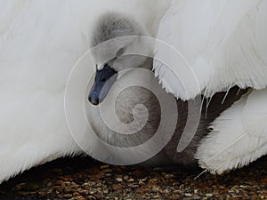 Cute young grey swan under mother swanÃÂ´s wing. photo