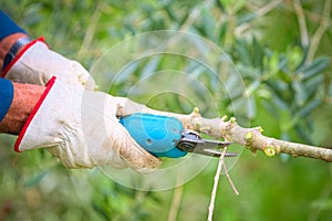 Detail of cutting a branch of olive tree needs to be pruned