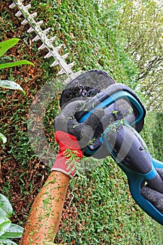 Detail of cutting thuja hedge with hedge clippers, professional