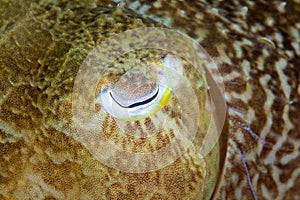 Detail of a Cuttlefish Eye and Skin