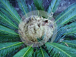 Detail of Cycas Revoluta