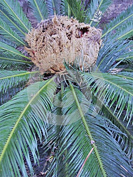 Detail of Cycas Revoluta