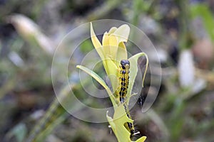 Detail of Cydalima perspectalis eating the plant