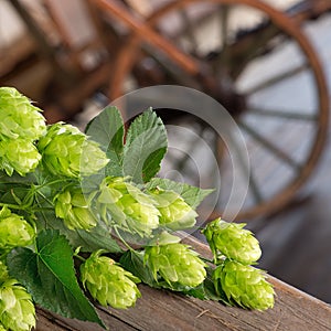 Detail of Czech Hops