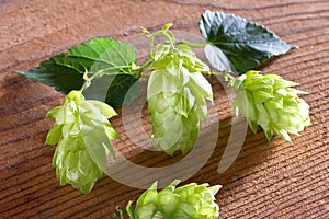 Detail of Czech Hops