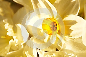 Detail Of Daffodil Bouquet