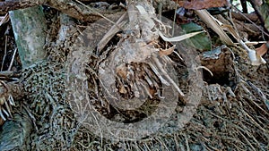 Detail of damaged bamboo root texture