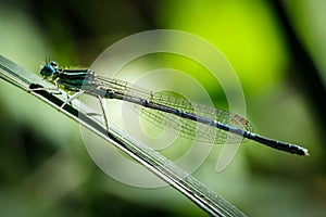 Detail of damsel fly Platycnemis pennipes