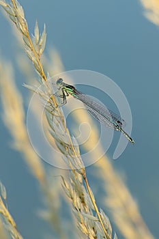 Detail of damselfly male. Azure damselfly, Coenagrion puella, perched on blade of grass at sunset. Wildlife nature. Macro