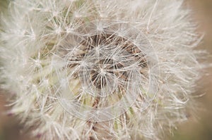 Detail of dandelion with matt effect