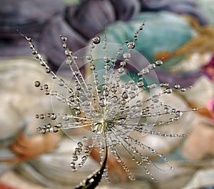 Detail of the dandelion seed with water drops on a light background