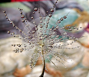 Detail of the dandelion seed with water drops on a light background