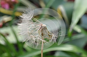 Dandelion spreading seeds