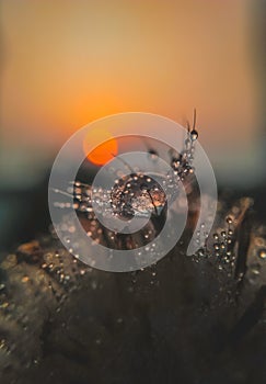 Detail of dandylion weeds seeds in sunlight