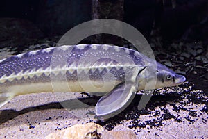 Danube sturgeon