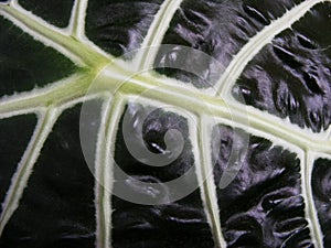 Detail of a dark leaf, white on dark background