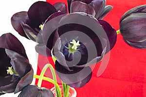 Detail of dark purple tulips in flower vase with red water in red white background