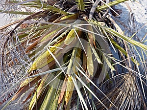 Detail of a date palm in a blossom