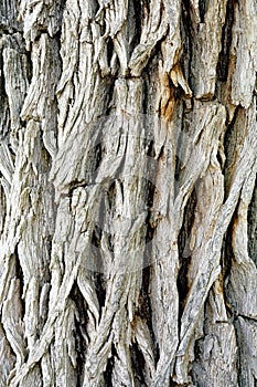Heavily Textured Tree Bark photo