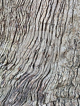 Detail of Deeply Etched Bark Pattern