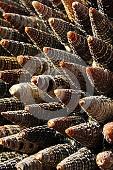 Detail of dense decorative structure made of conical seashells of sea snails of Turrid family, afternoon sunshine