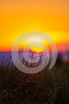 Detail of desert grass vertical against sunset sunrise orange and red glow