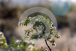 Detail of a desert plant with green leaves and fuzzy white flowers that are back lit