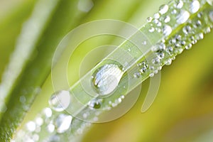 Detail of dew on a blade of grass