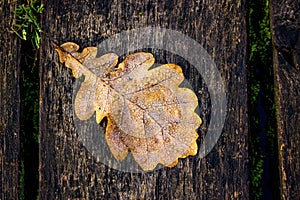 Detail of dewy leaf in autumn