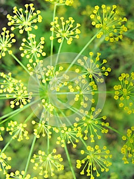 Detail of dill flowers close. blurred background