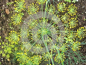 Detail of dill flowers close. blurred background