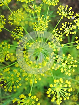 Detail of dill flowers close. blurred background