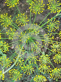 Detail of dill flowers close. blurred background