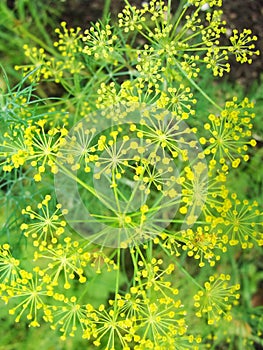 Detail of dill flowers close. blurred background