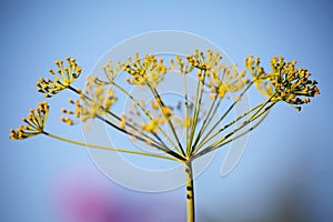 Detail of dill flowers (close-up).