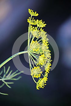 Detail of dill flowers (close-up). blurred background