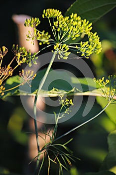 Detail of dill flowers (close-up). blurred background